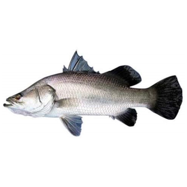 ফ্রেশ দেশীয় সাতক্ষীরা ভেটকি মাছ (Bhetki Fish) - প্রতি কেজি