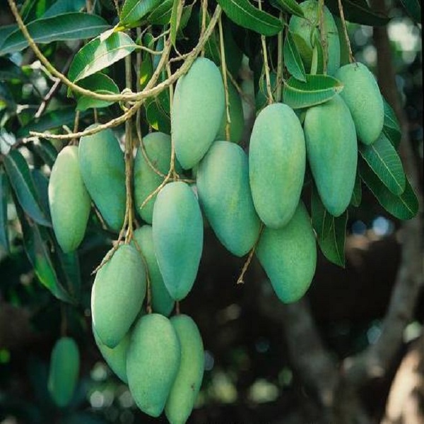 Gach Gachali Nursery