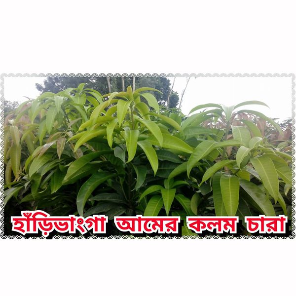 Harivanga Mango Tree(হাঁড়িভাঙ্গা আম গাছ)