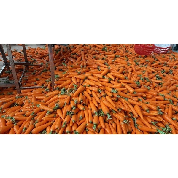 Fully fresh and organic carrot imported from China