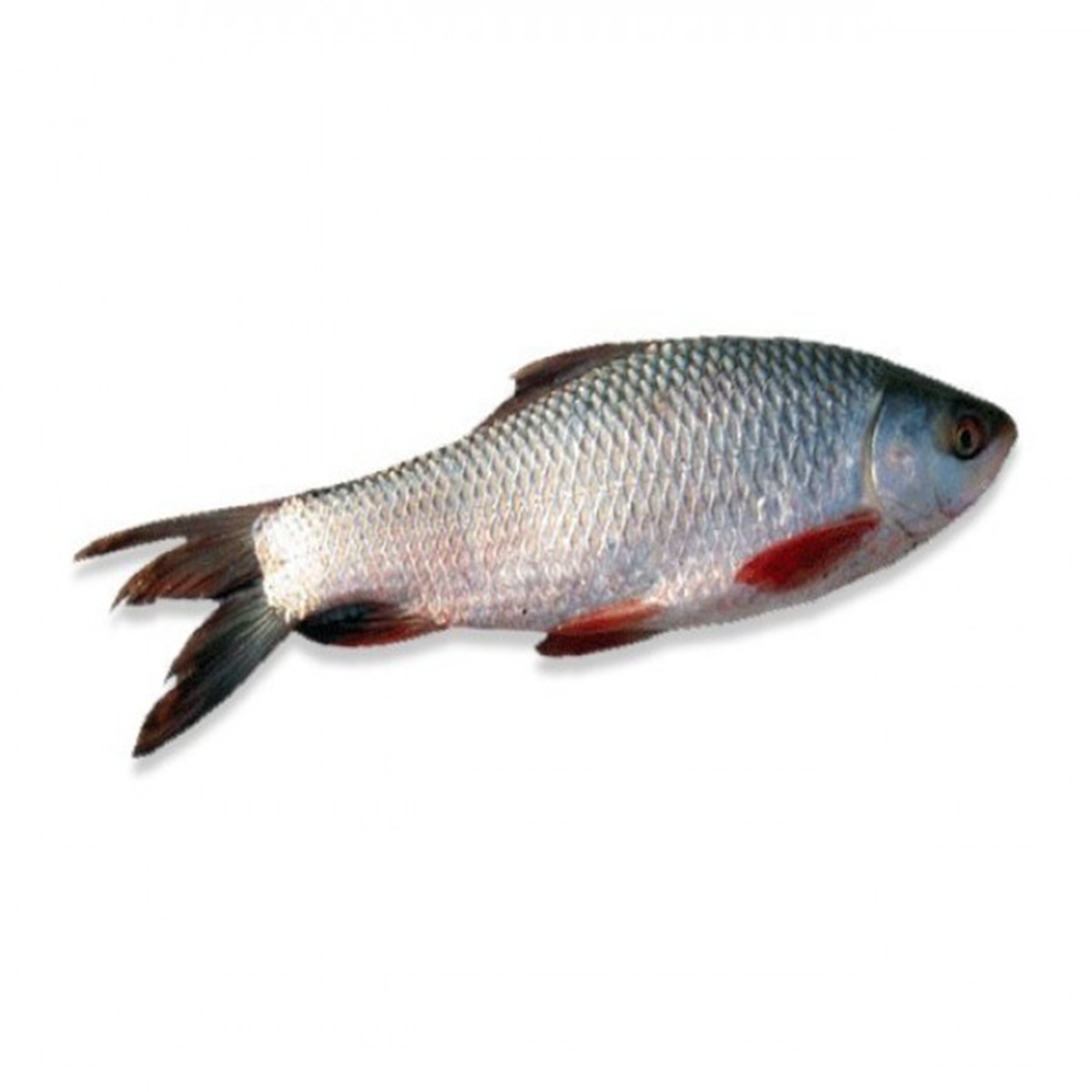 Frozen Nola(Carp) fish for Export