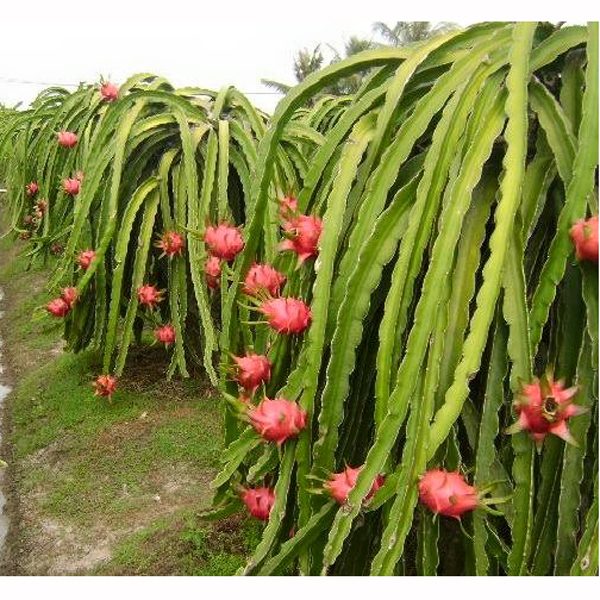 White / Red Dragon Fruit Tree (2/3) feet ( ড্রাগন ফলের গাছ)