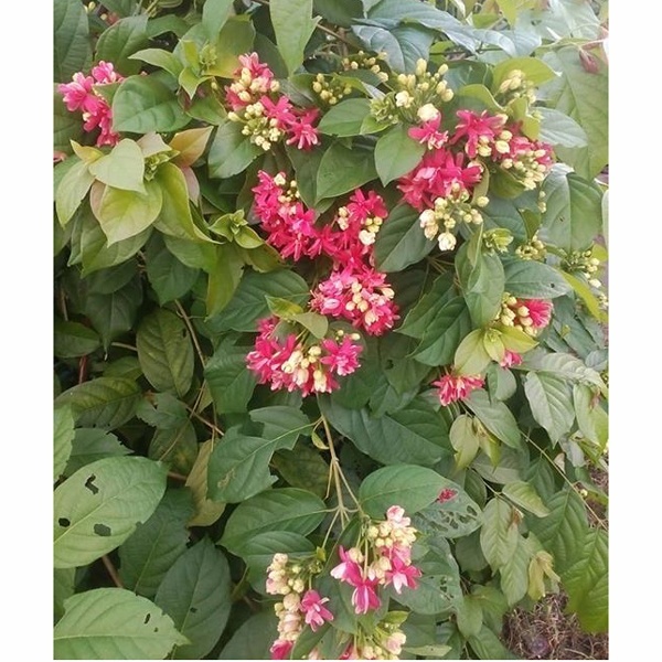 Madhobi Lata Flower Tree (Duble Papri)