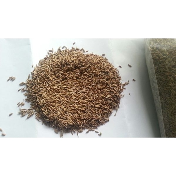 Wholesale fresh CUMIN SEEDS (JEERA)