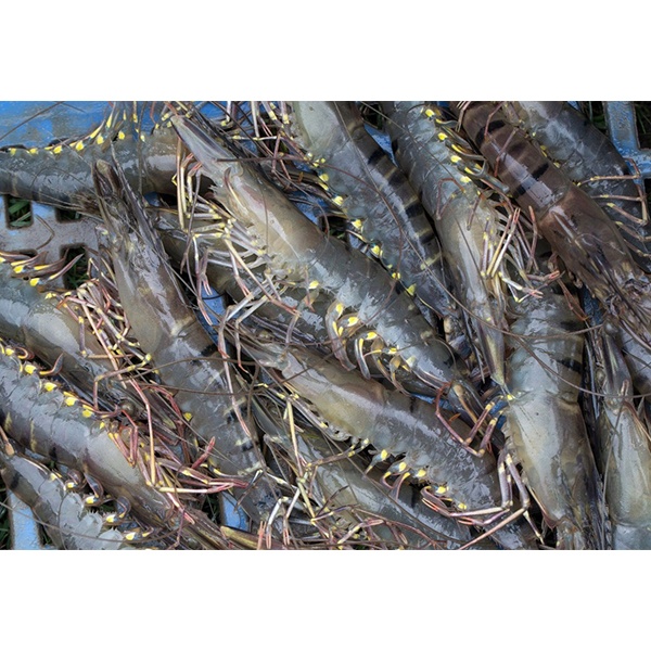 ফ্রেশ দেশীয় বাগদা চিংড়ি প্রতি কেজি