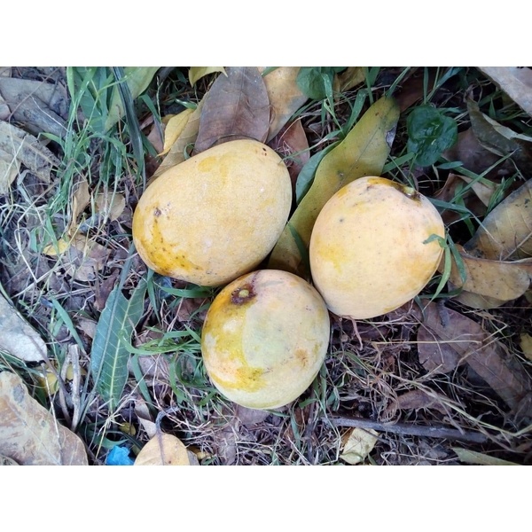 Gopal Vog Mango Garden Fresh Organic from Rajshahi and Chapainawabganj