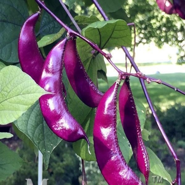 Purple Romano bean(বেগুনি রোমানো শিম)