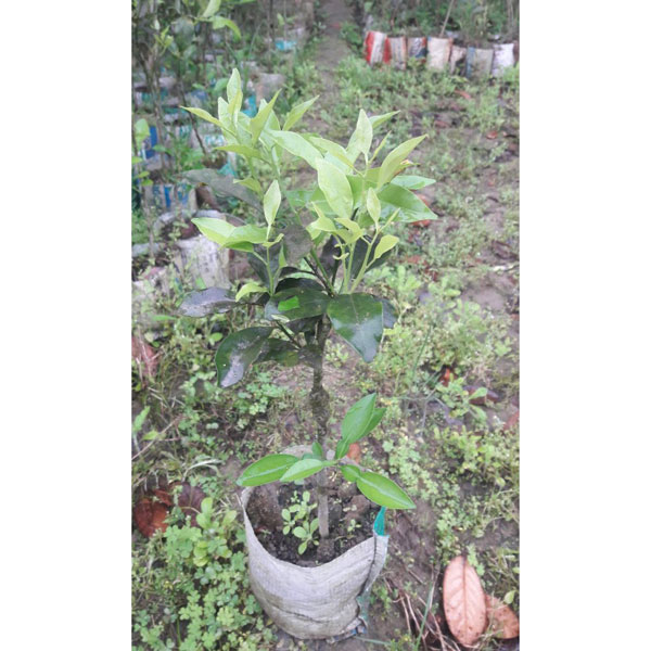 Malta Tree(মাল্টা গাছ )