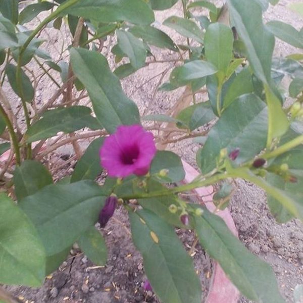Violet Mandevilla Flower Tree