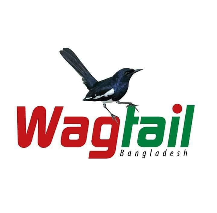 Wagtail Bangladesh