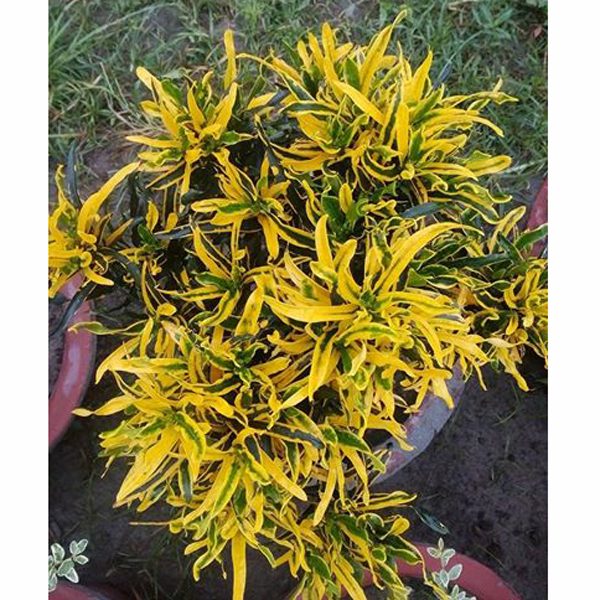 Patabahar Plant (101)