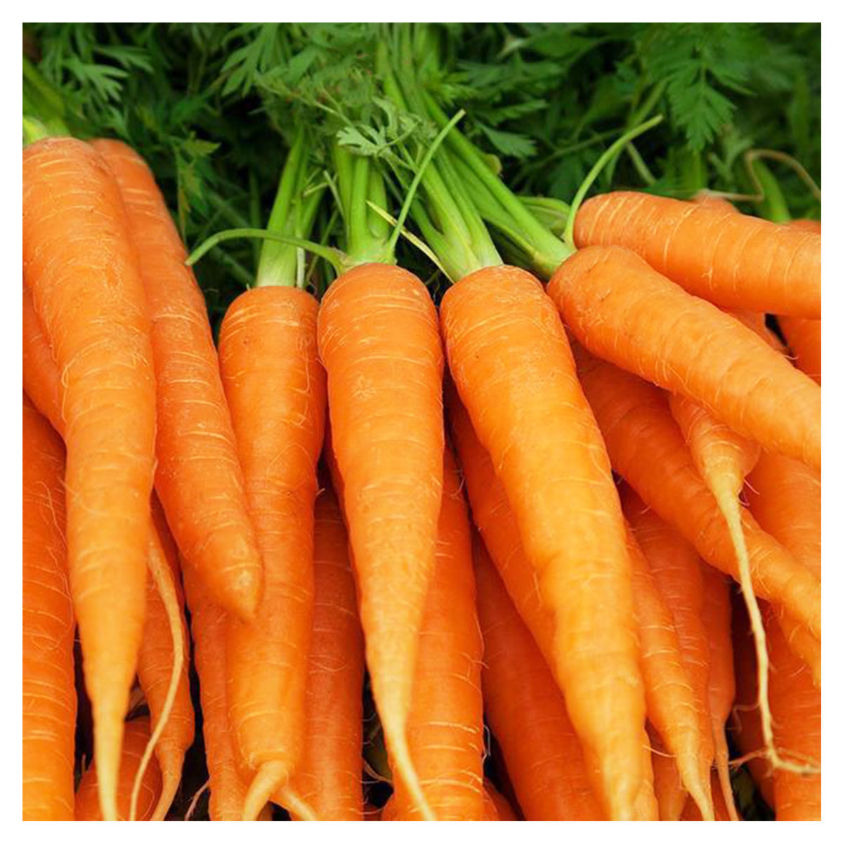 Fresh, Dust & Chemical Free Carrot