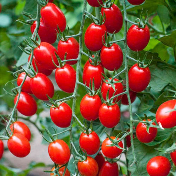 Fresh Red Tomato(টমেটো)