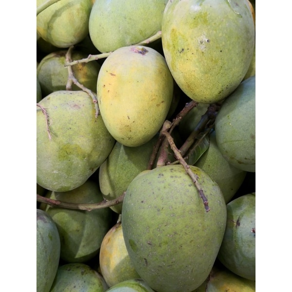Himshagor mango garden fresh non toxic 100% sweet mango from Rajshahi and Chapainawabganj