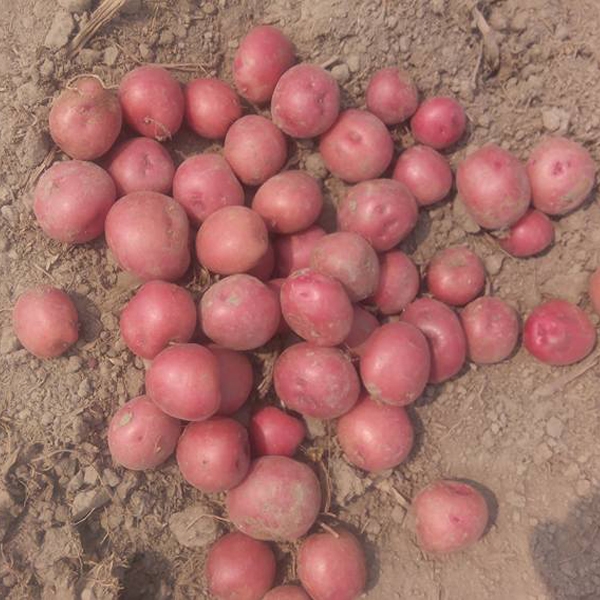 Lal Pakri-1 Potato (84 kg) Sack