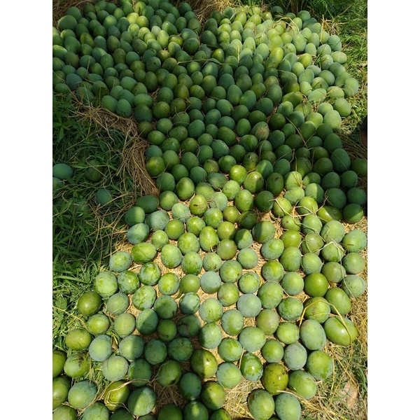 Khirsha pati mango full organic, garden fresh and non-toxic mango from Rajshahi and Chapainawabganj