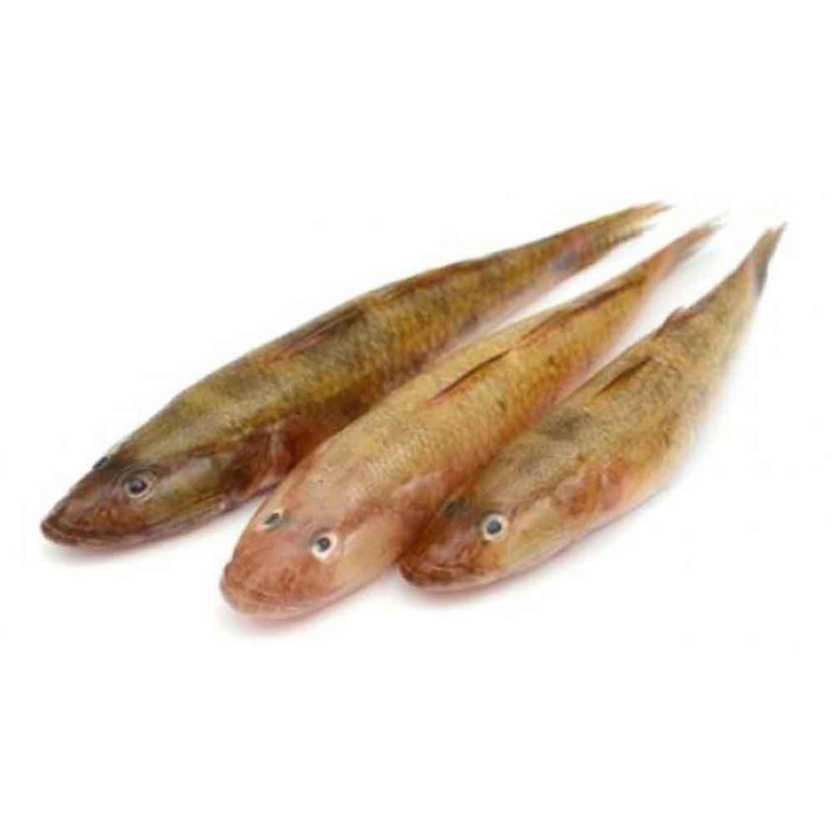 Frozen Baila Fish(Tank Gobi) for Export