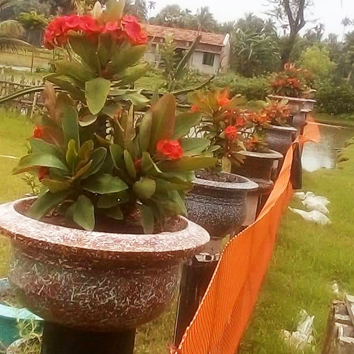 মিনি রোজ টব(Smart)