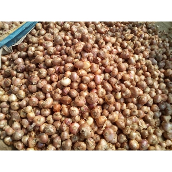 Original Deshi Taherpuri Onion