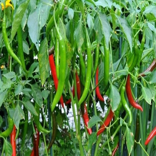 FRESH LARGE GREEN CHILLIES(কাঁচামরিচ)