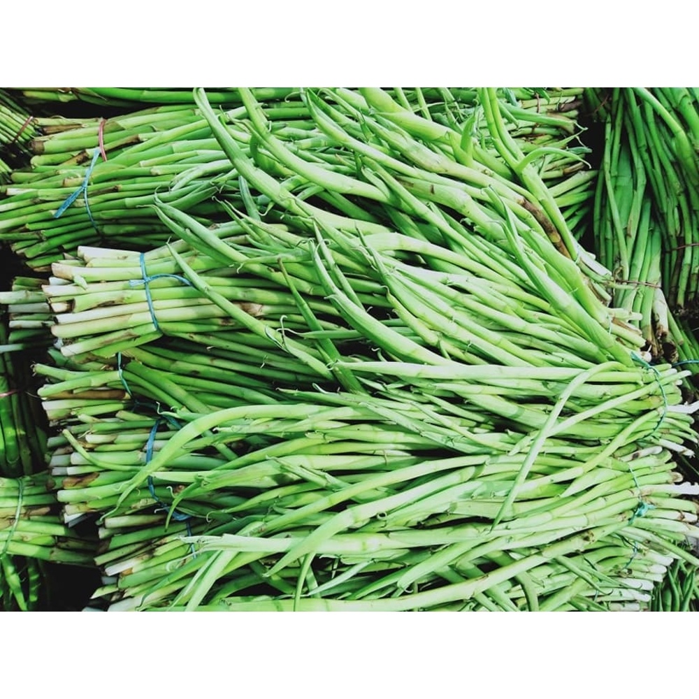 KOCHUR LOTI/TARO STOLON(কচুরলতি)- Fresh,Organic & Chemical Free for Export