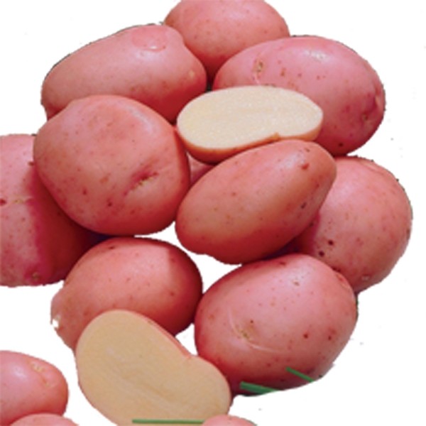 Cardinal Potato (84 kg) Sack