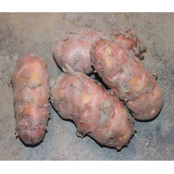 BANGLADESHI HIGH QUALITY FRESH SHEEL BILATEE POTATO (84 KG) SACK