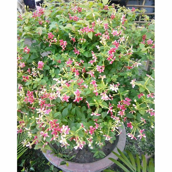 Madhobi Lota Flower Tree (মাধবী লতা ফুল গাছ )