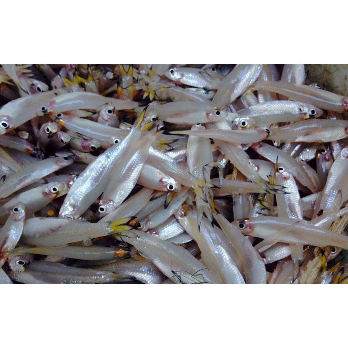 Frozen Keski(Ganges river sprat) fish for Export