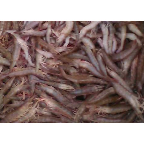 ফ্রেশ দেশীয় হরিনা চিংড়ি -প্রতি কেজি