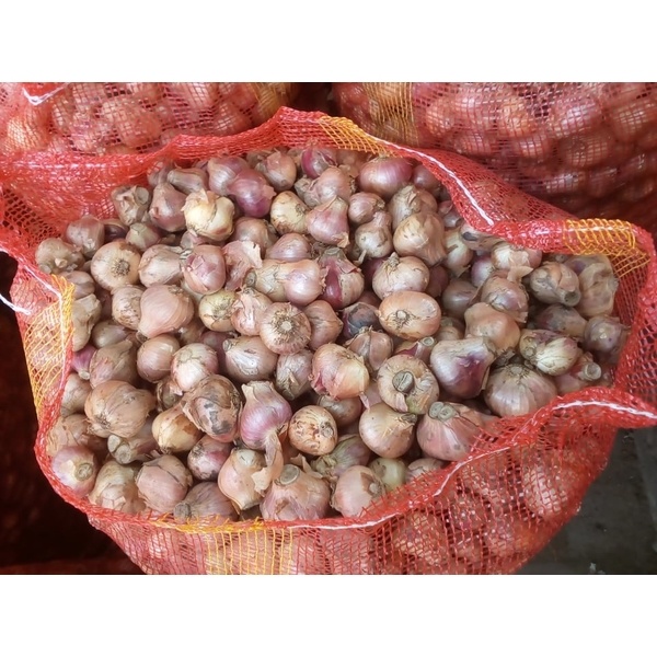 Wholesale original Taherpuri king onion