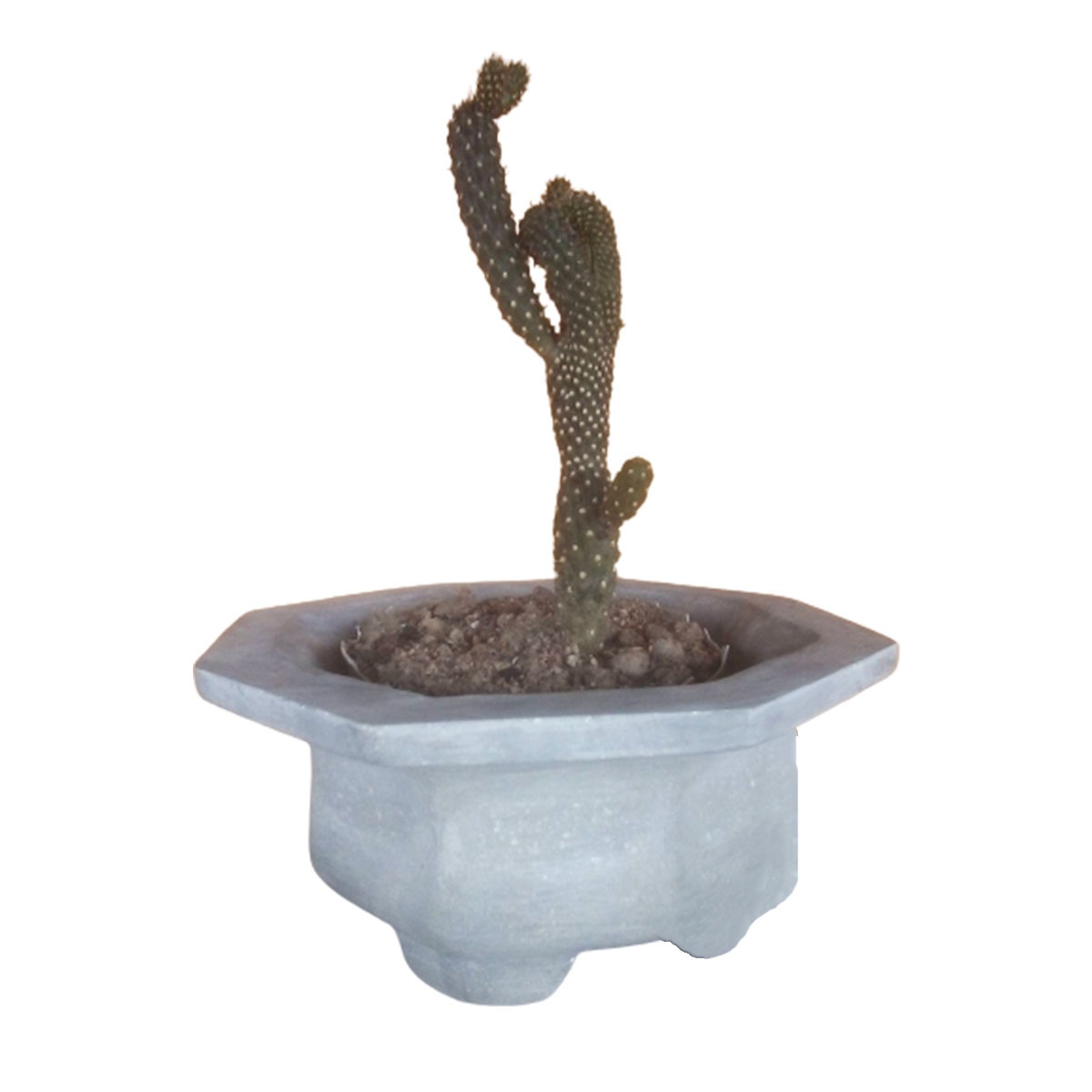 কার্বনেট ক্যাকটাস স্মার্ট টব