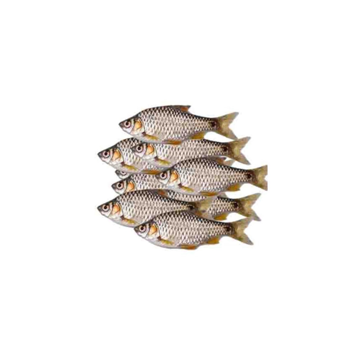 Frozen Deshi Puti(Puntio barb) fish for Export