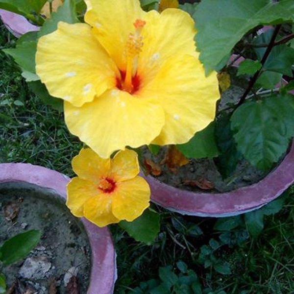 Joba Flower Tree (জবা ফুল গাছ )-303