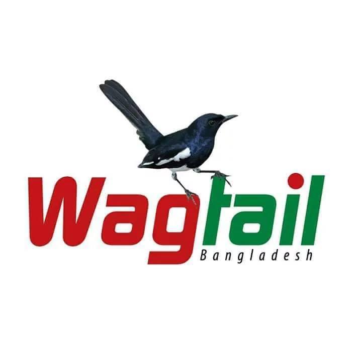 Wagtail