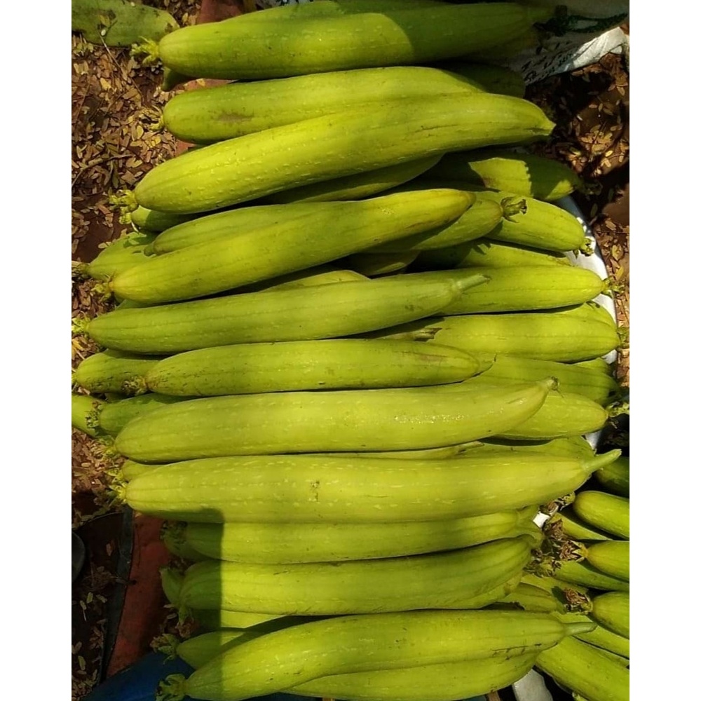 Sponge Gourd (ধুন্দুল) - Fresh,Organic & Chemical Free for Export