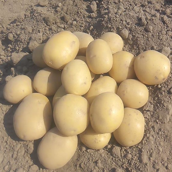 Granola Potato (84 kg) Sack