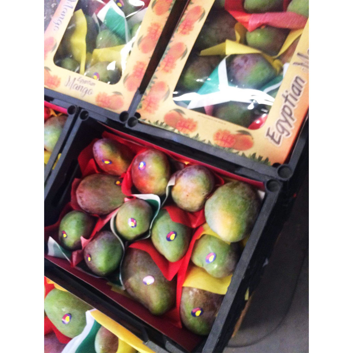 Imported Mango from Egypt - fresh, non toxic & 100% sweet