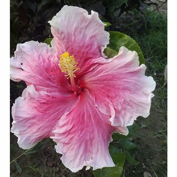 Haibred Joba Flower Tree(301)