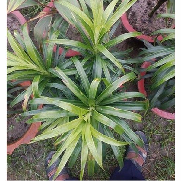 Patabahar Plant(107)