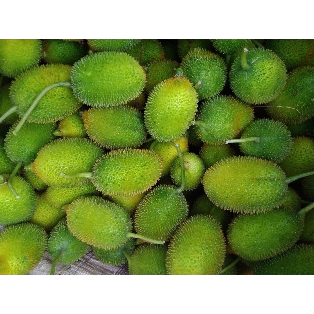 Teasel Gourd (কাঁকরোল)- Fresh,Organic & Chemical Free for Export