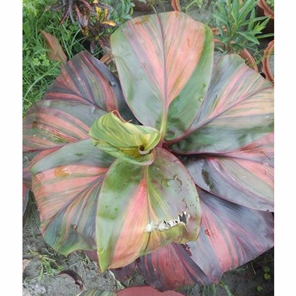 Patabahar Plant(103)